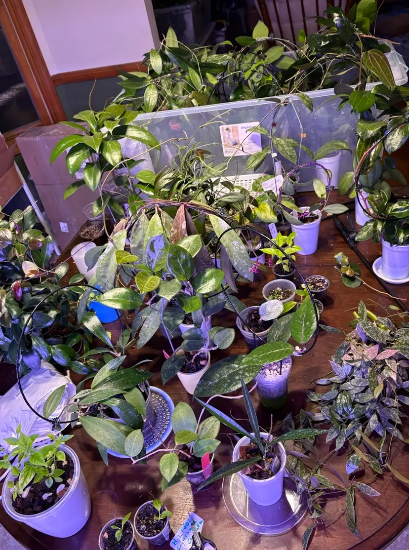 Livestream thumbnail