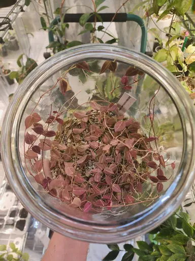 Propbox Confessions VI