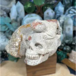 Iguana On Skull Coral Jasper