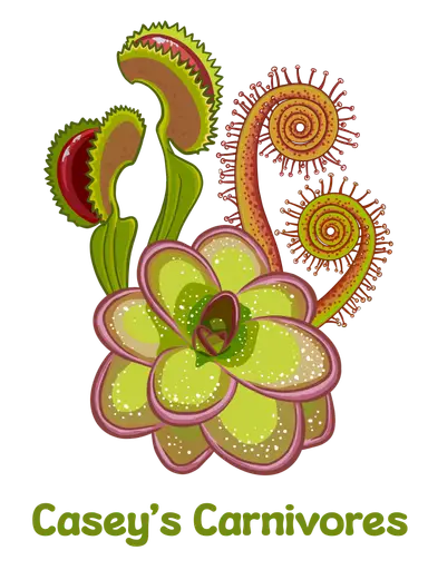 New seed grown Pinguicula!