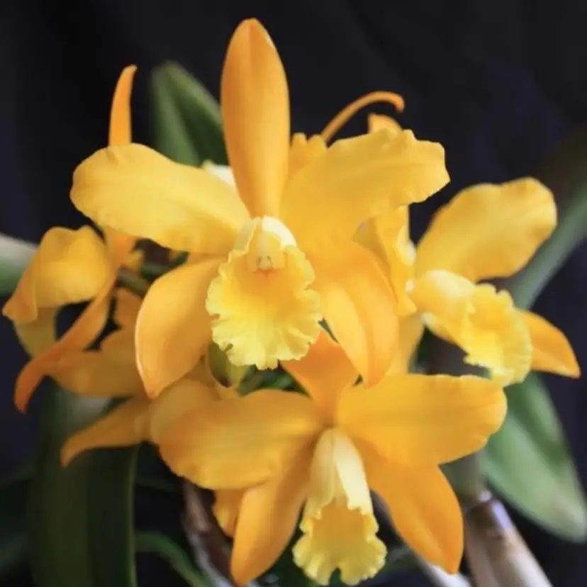 Rlc. Golden Chieftan 'Akukii' - 2.5” Pot