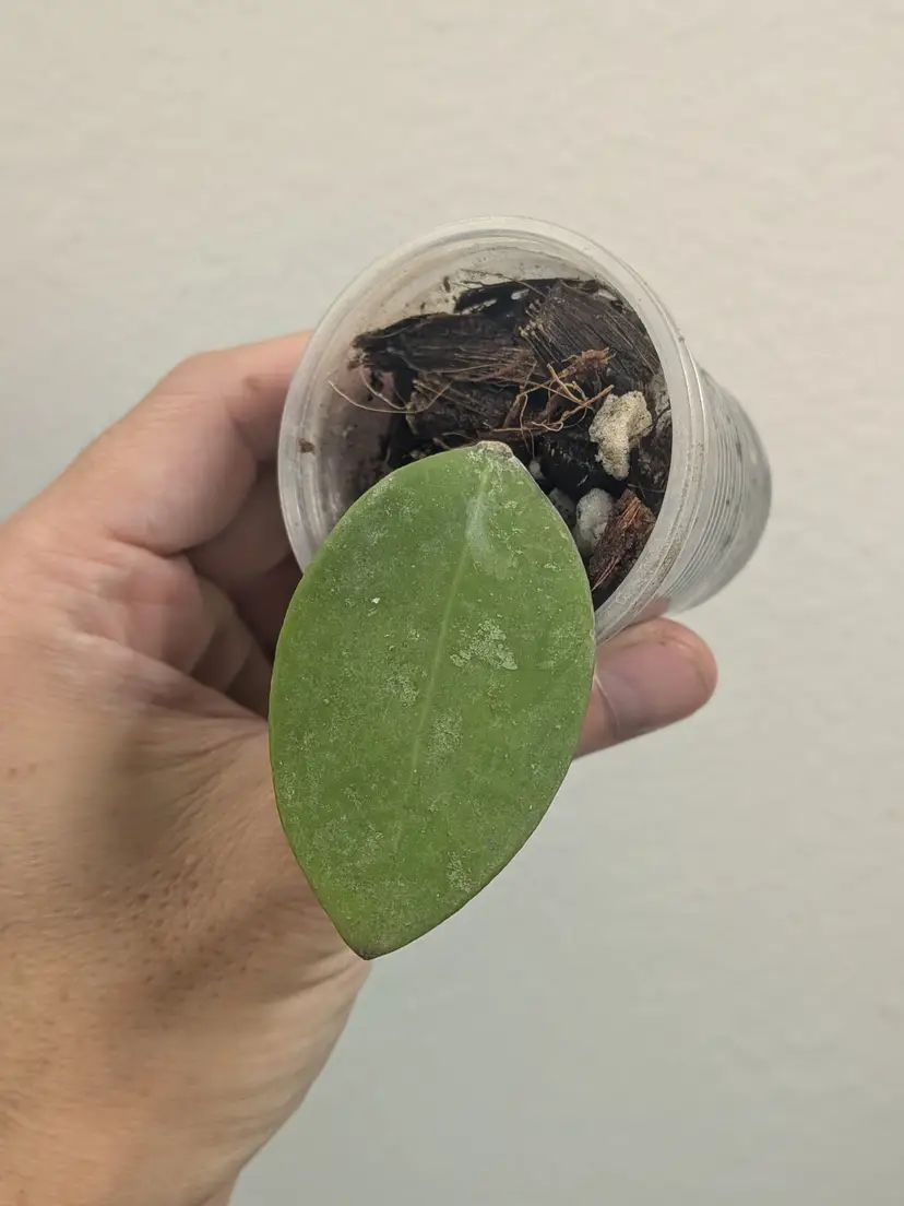 Hoya fauziana