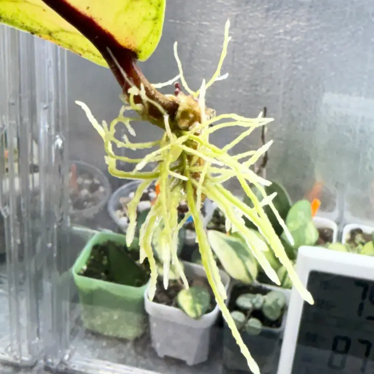 UNICORN Hoya Ladia Galaska