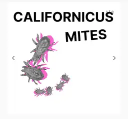 Californicus Mites 5k Bottle