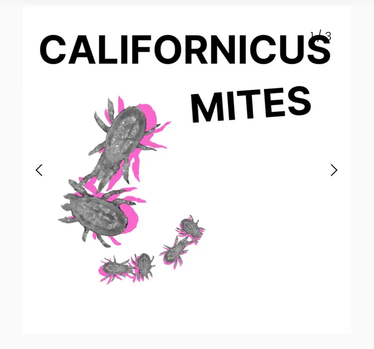Californicus Mites 5k Bottle