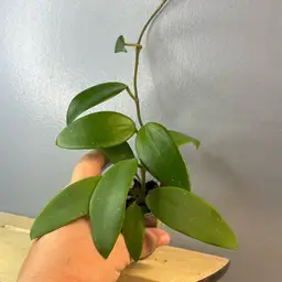 174 RHM 2575 RHM 1000 x unk