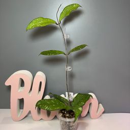 27 Erythrina (splash)