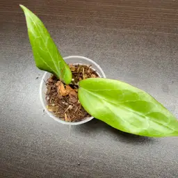 275 soligamiana (peach)