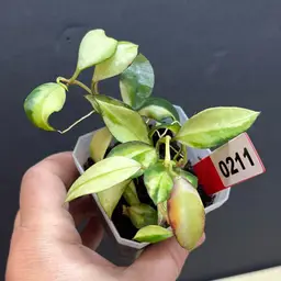 211 Hoya walliniana variegated