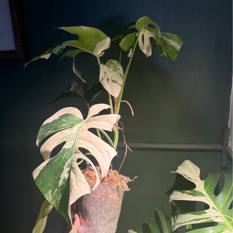 Monstera Albo huge