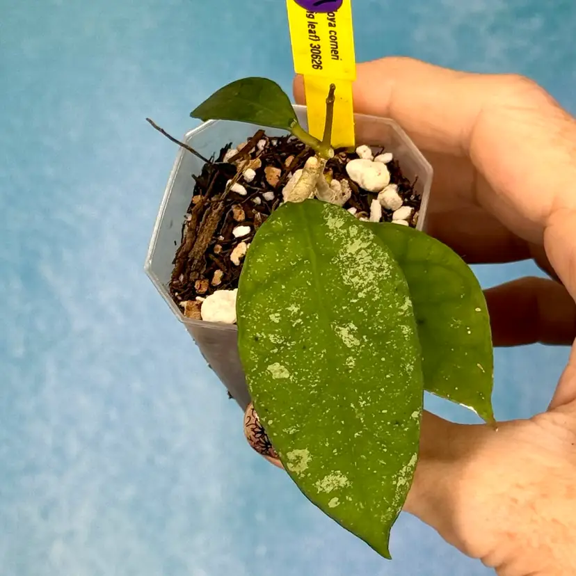 67 Hoya corneri (big leaf)