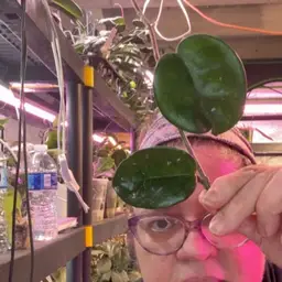 Cinderella Step Sister