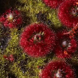 GEMMAE - Drosera Trichocaulis, ~10-15 , Pygmy Sundew