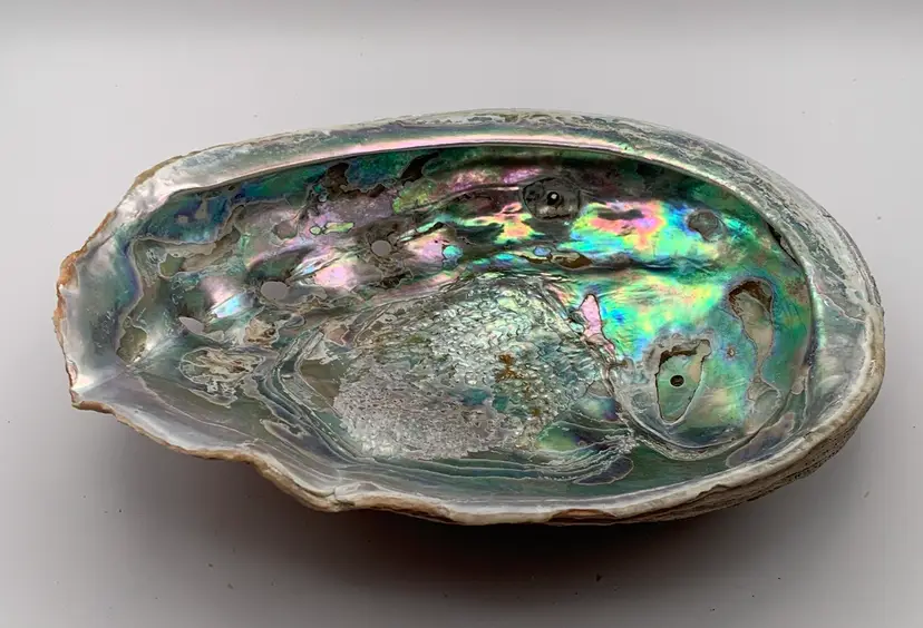 Abalone Sea Shell 8x6.5” iridescent