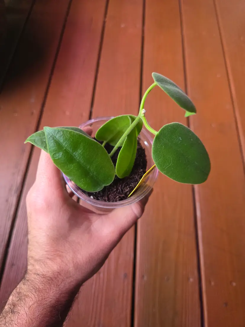 Hoya PNG eriostemma (Growers choice)