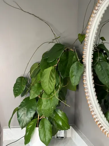 Taming The Beast/ Indoor Obelisk Trellising 