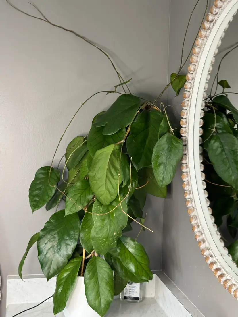 Livestream thumbnail