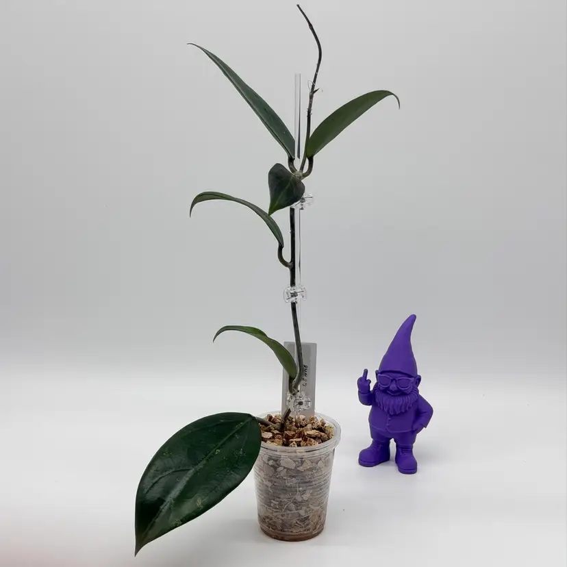 B19 RHM 273 (Verticillata x RHM-001)