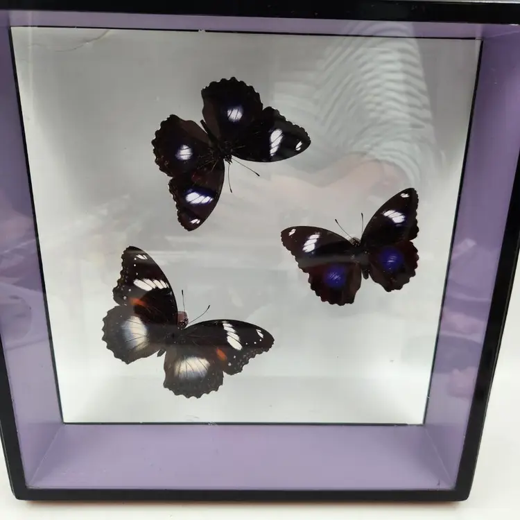 Taxidermy Framed Butterflies