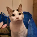 WhatTheCatFound