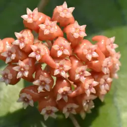 1352 Hoya 'Lalita 01' WRX33-01 (H. ilagiorum (Red) x H. callistophylla)