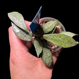 Hoya Lacunosa Moonshine Clone 1