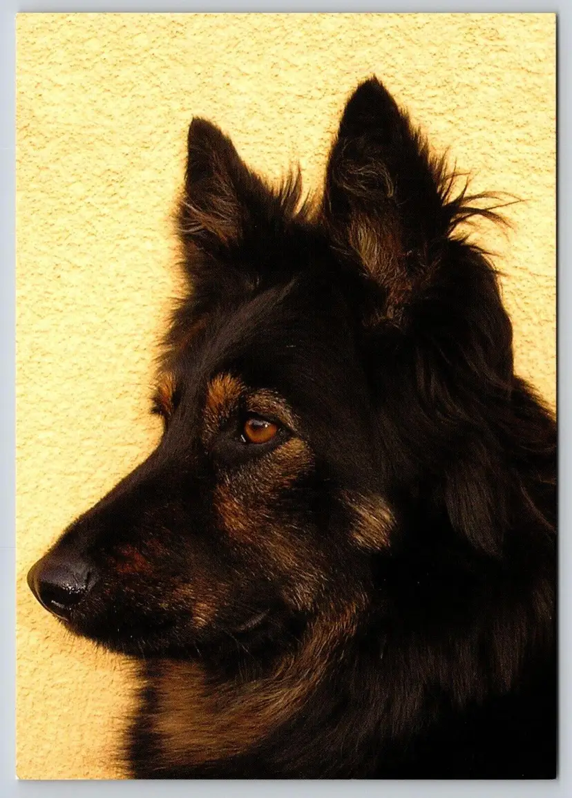 Postcard Chodsky Dog Breed Sheepdog from Czech Republic Canis lupus familiaris