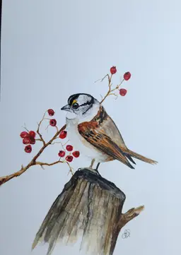 White Throated Sparrow Original Watercolor Painting Signed By The Artist 5x7 Free Shipping