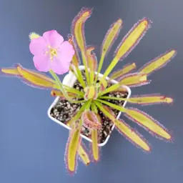 Drosera "Hercules x self"