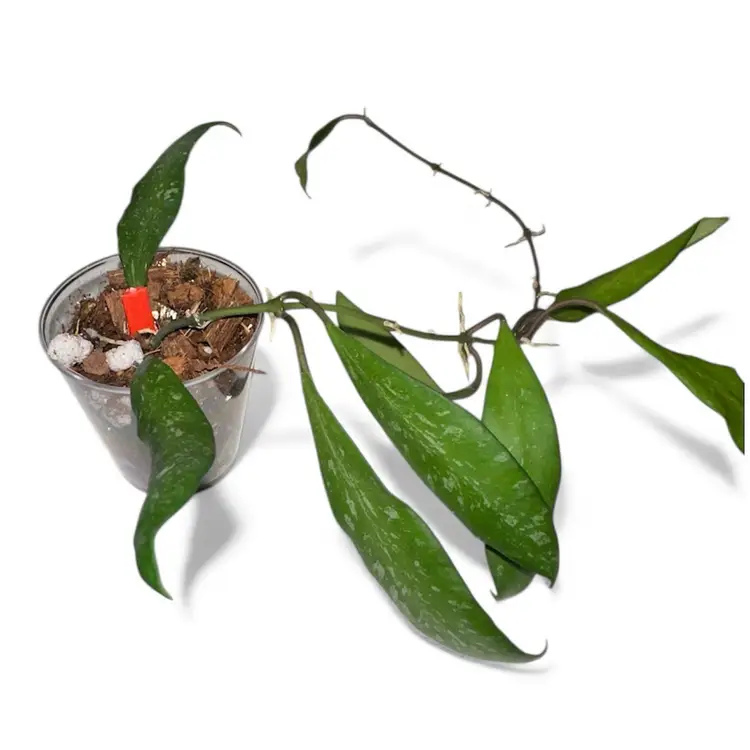 Rima splash from Philippines