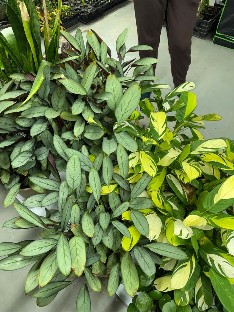 Thursday Evening Plant Sale! 
