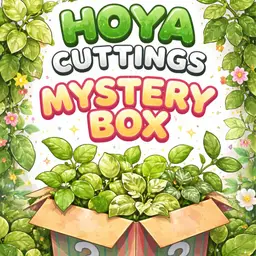 Hoya Cuttings Mystery Box (price sold at will determine value provided)