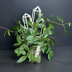 Hoya Walliniana UT-152