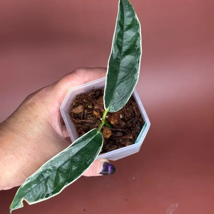 #3670 Hoya Bouttii albo