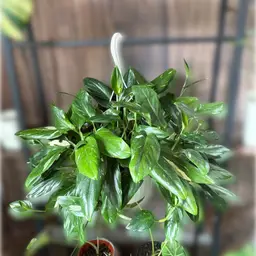 Huge 8in Monstera standleyana albo