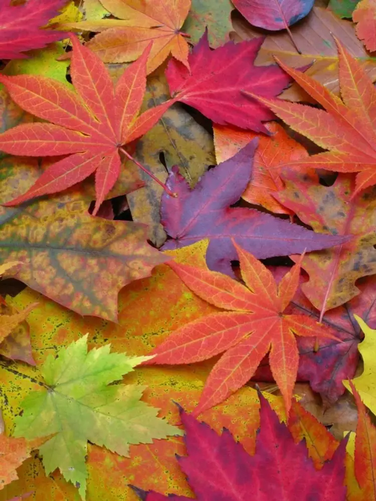 The Colors of Autumn Vintage Glass