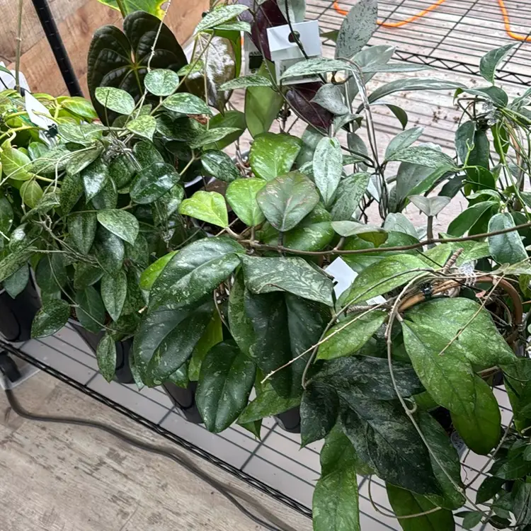 Haunted Botanicals big mystery cuttings box