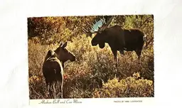 Vintage Photo Postcard Featuring Alaska Bull and Cow Moose
