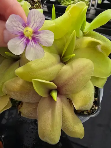 First Oasis Trail! First Raidtrain! First Auction! First everything!