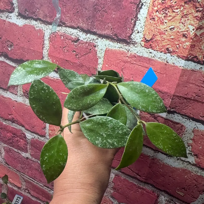 288 Hoya nabawanensis Moyog River splash / Moyog Sabah EPC-958