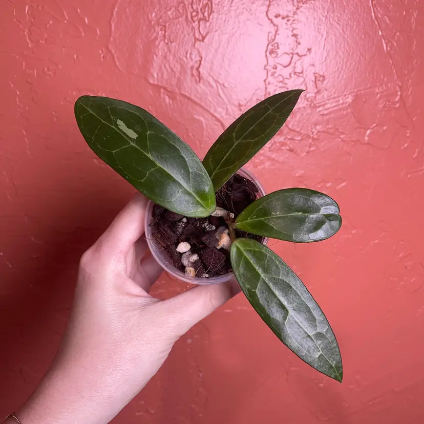 07 Hoya ‘Love Affair’ GTX01-1 (elliptica (Borneo) x benguetensis Cagayan)