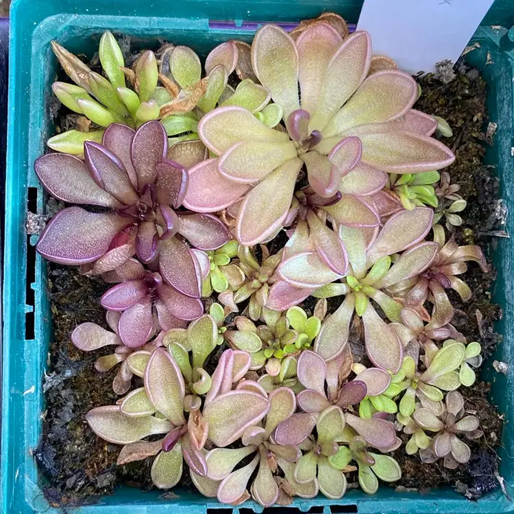 Pinguicula hemi x zamudioana