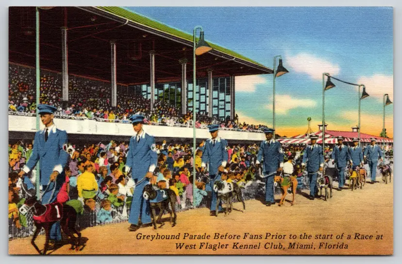 Postcard Greyhound Parade Dog Racing West Flagler Kennel Cub Linen Miami Florida -  9478