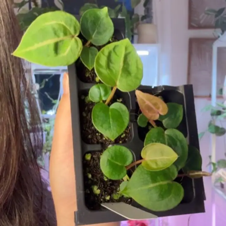 Anth Michelle x Michelle