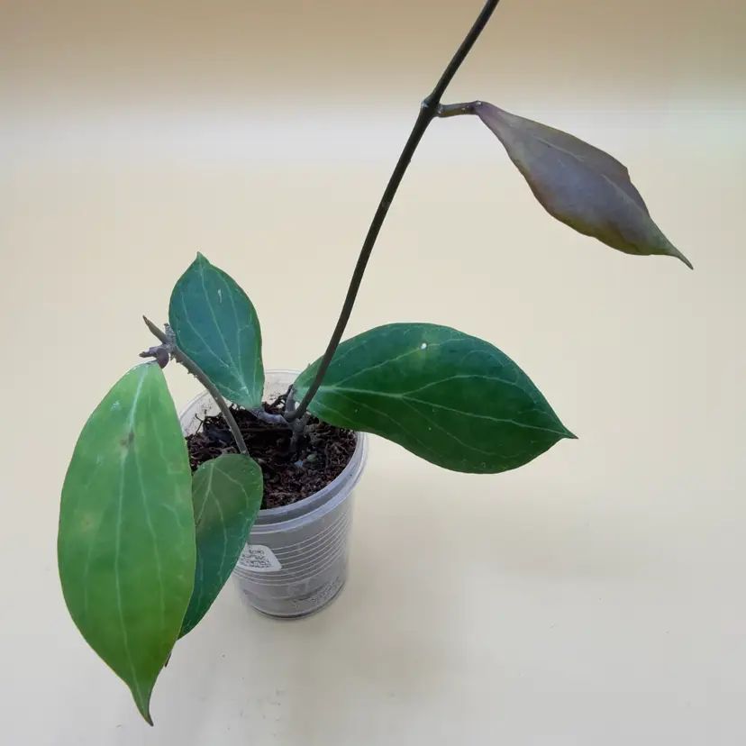 414 camphorifolia