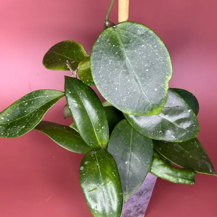 Hoya NAP017 OP   JLC1