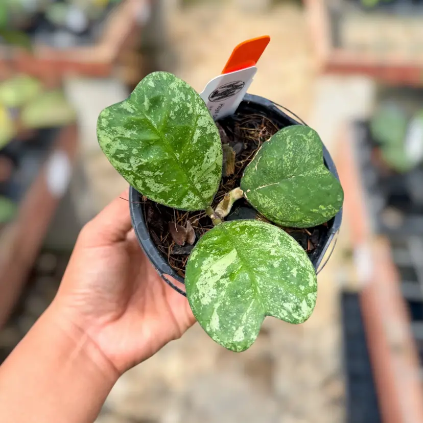 PS0500 - Hoya deykeae ‘Morning Dew’