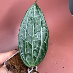 Latifolia (Mt Rimau)