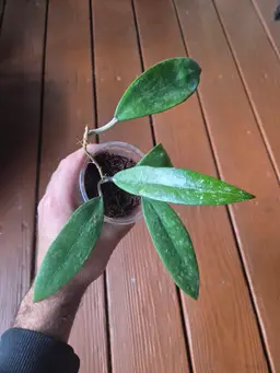 Hoya Bogor x UNK splash! AKH02-1