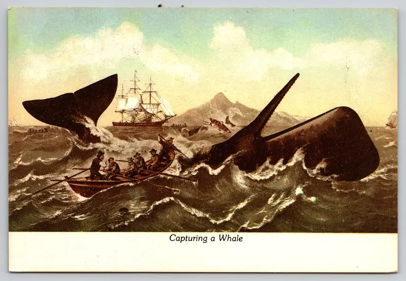 Postcard Capturing a Whale Art Sperm Whale Physeter macrocephalus Whaling - 8941
